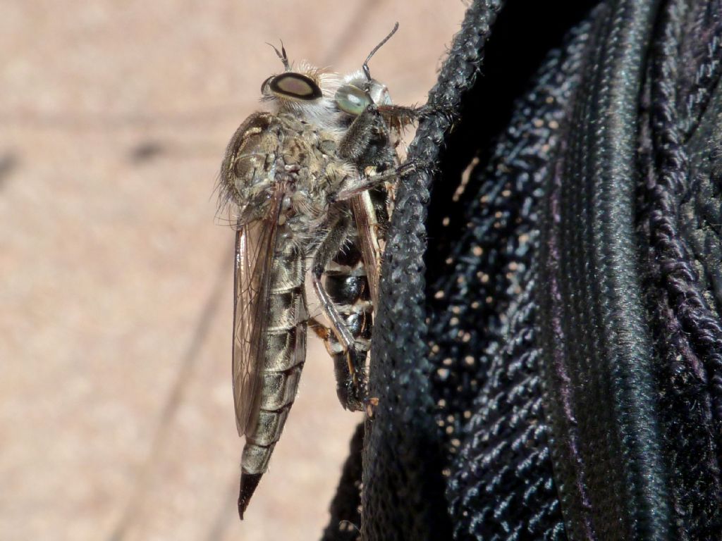 Dittero strano: Leptomydas sardous M e F (Mydidae)